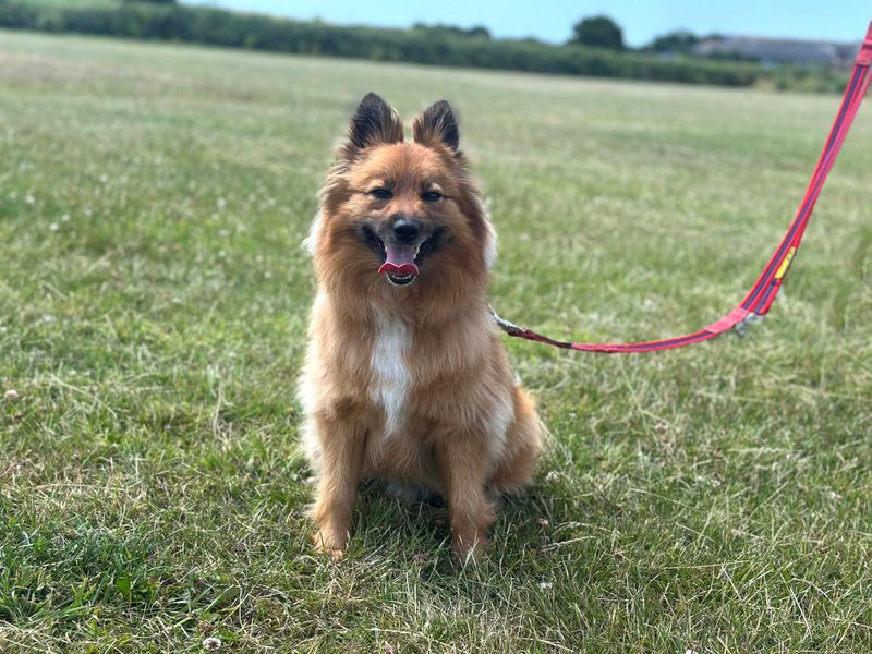 Pomeranian for adoption in Shoreham by Sea, West Sussex – 3 years old - Image 4 of 8