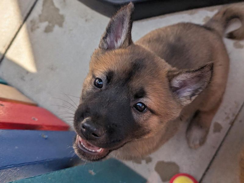 German Shepherd for adoption in Liverpool, Merseyside – 8 weeks old