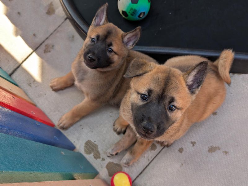 German Shepherd for adoption in Liverpool, Merseyside – 6 weeks old
