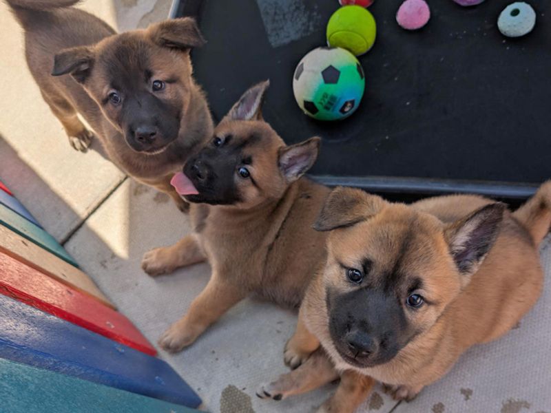 German Shepherd for adoption in Liverpool, Merseyside – 7 weeks old - Image 4 of 4