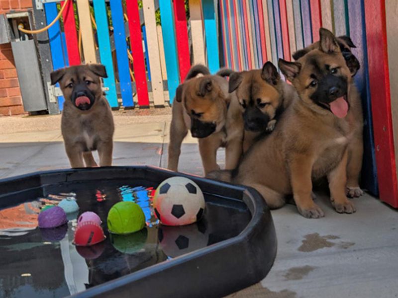 German Shepherd for adoption in Liverpool, Merseyside – 7 weeks old - Image 3 of 4