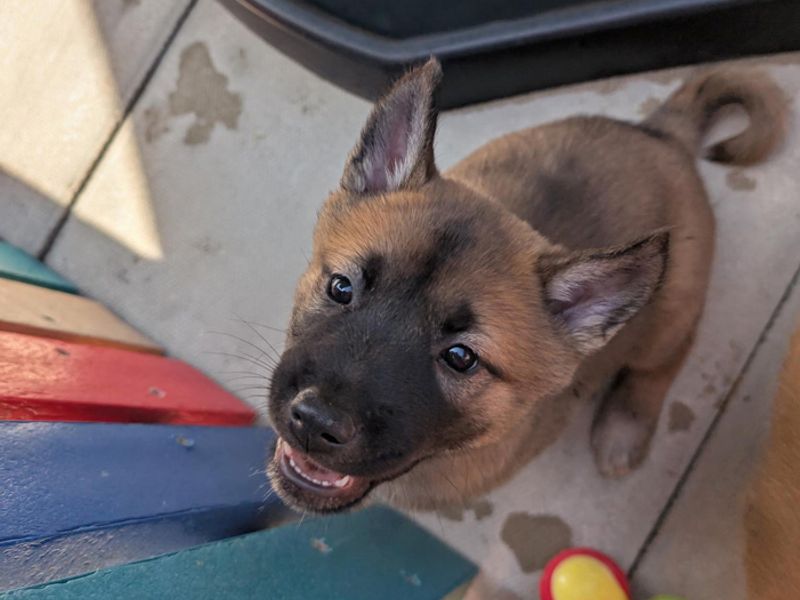 German Shepherd for adoption in Liverpool, Merseyside – 7 weeks old - Image 2 of 4