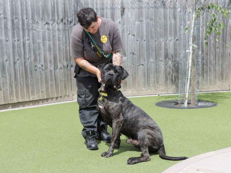 Cane Corso for adoption in Evesham, Worcestershire – 1 year old - Image 2 of 3