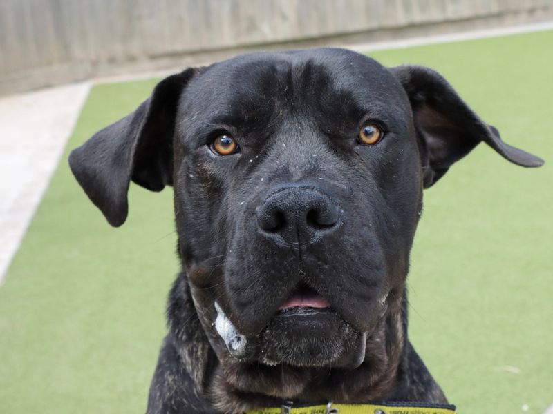 Cane Corso for adoption in Evesham, Worcestershire – 1 year old
