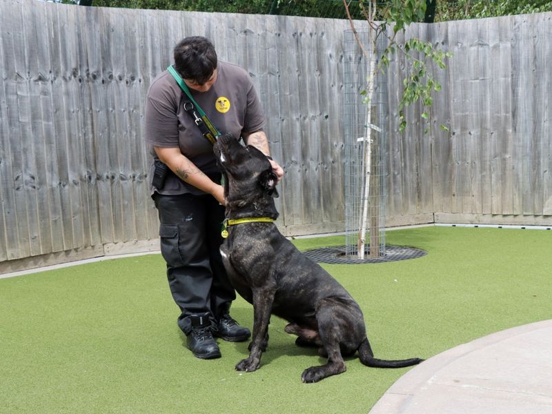 Cane Corso for adoption in Evesham, Worcestershire – 1 year old - Image 3 of 3