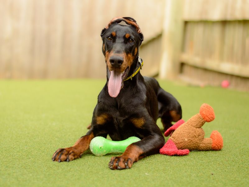 Doberman for adoption in Kenilworth, Warks – 9 months old - Image 4 of 4