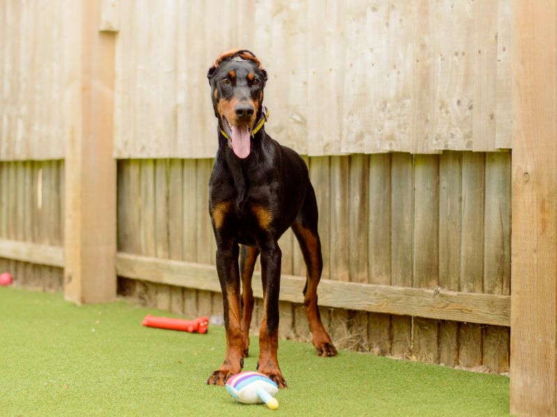 Doberman for adoption in Kenilworth, Warks – 9 months old - Image 3 of 4