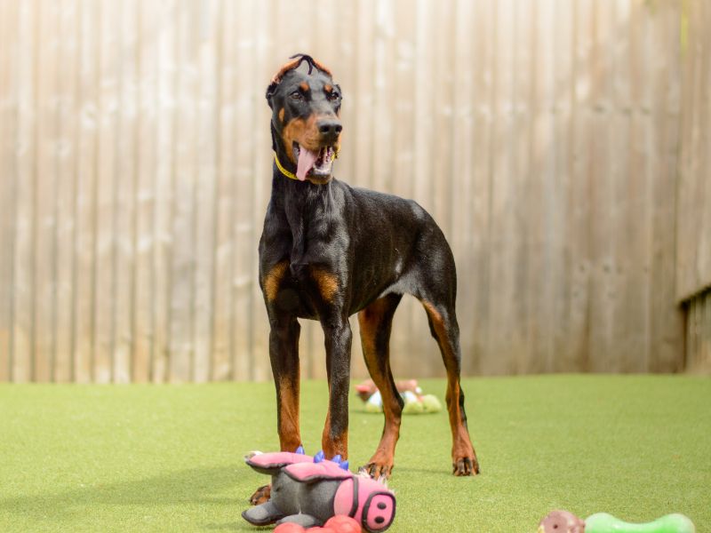 Doberman for adoption in Kenilworth, Warks – 9 months old - Image 2 of 4