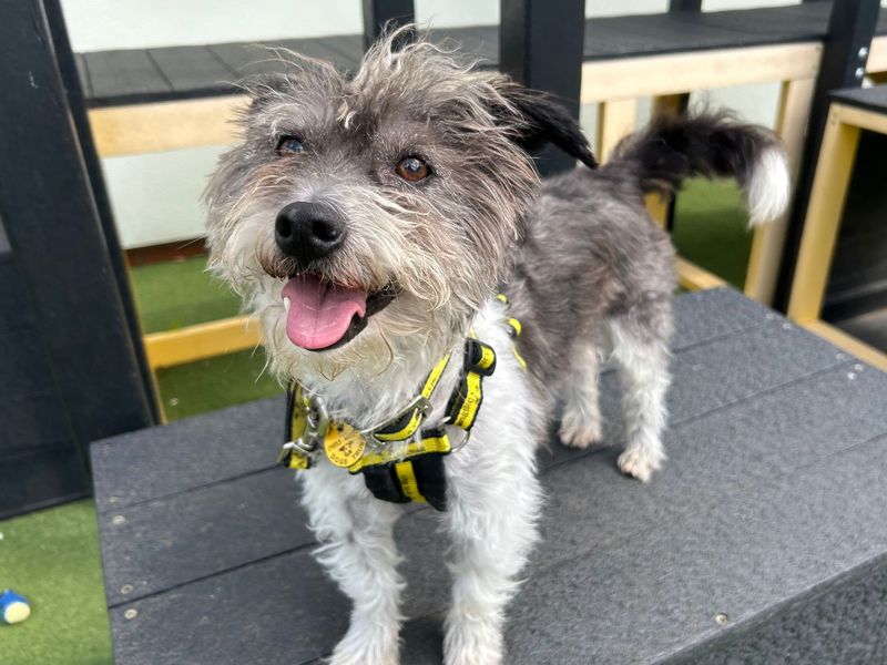 Jack Russell for adoption in Snetterton, Norfolk – 7 years old - Image 2 of 3