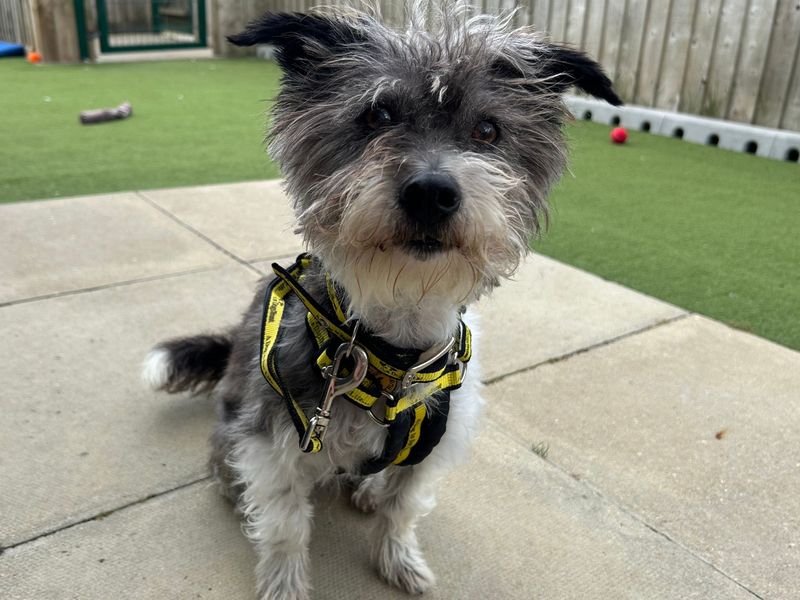Jack Russell for adoption in Snetterton, Norfolk – 7 years old - Image 3 of 3
