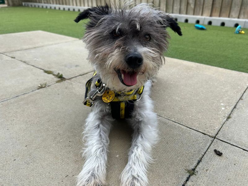 Jack Russell Dogs And Puppies For Adoption