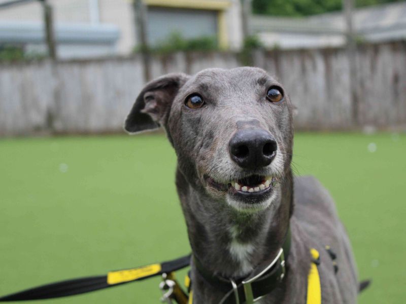 Greyhound for adoption in Glasgow, Scotland – 6 years old - Image 2 of 4