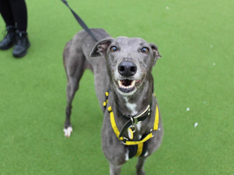 Greyhound for adoption in Glasgow, Scotland – 6 years old - Image 3 of 4