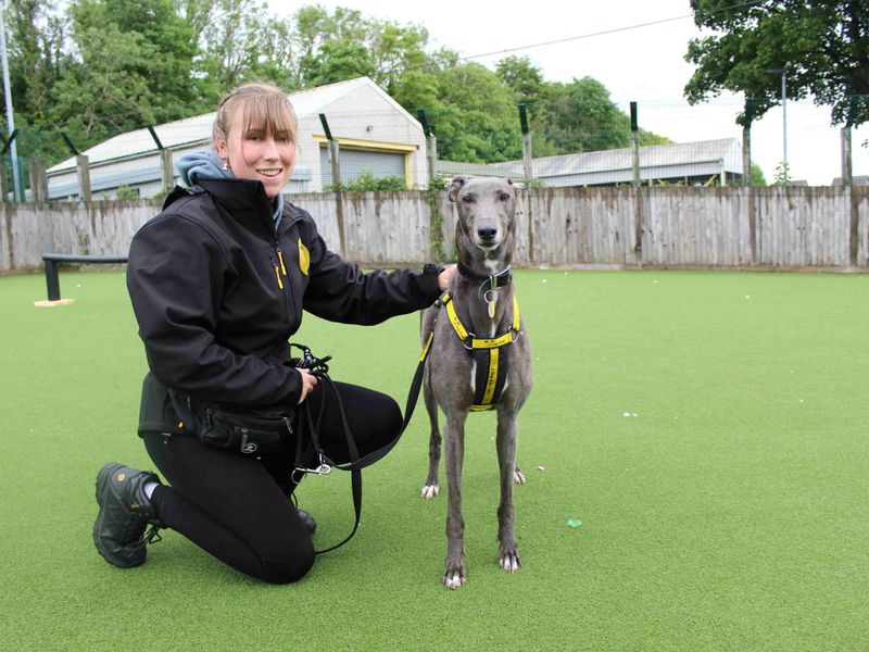 Greyhound for adoption in Glasgow, Scotland – 6 years old