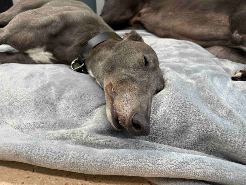 Blaze | Greyhound | Glasgow - 1