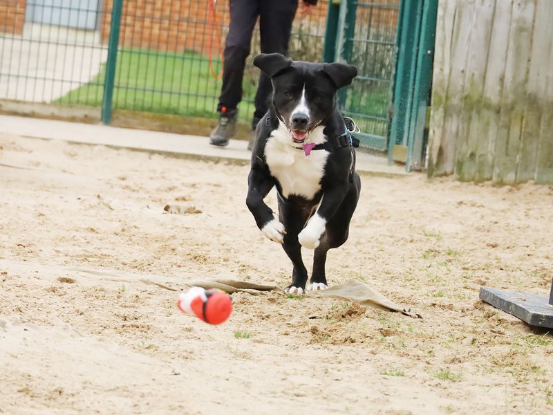 undefined | Retriever (Labrador) Cross | undefined - 8