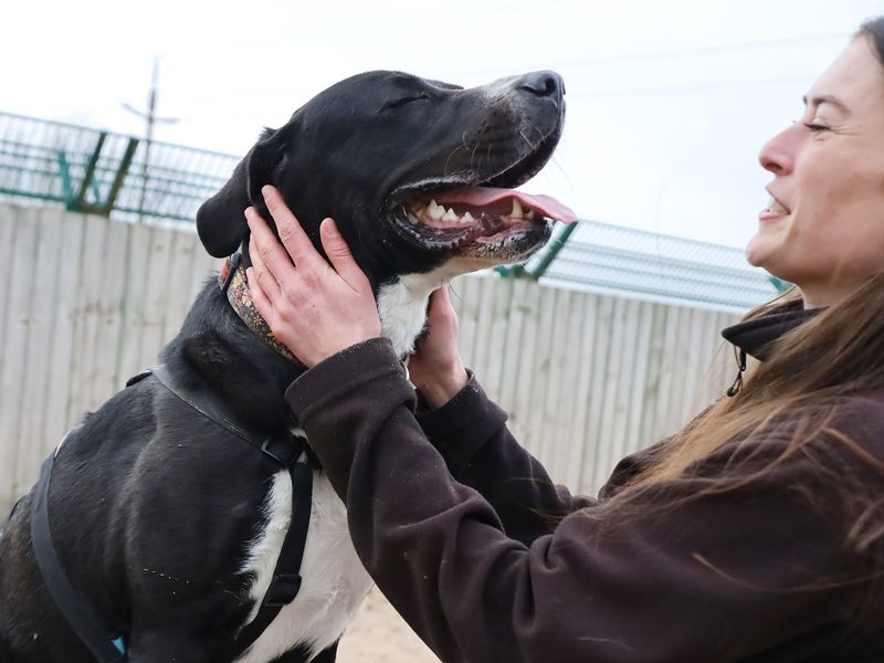 undefined | Retriever (Labrador) Cross | undefined - 5