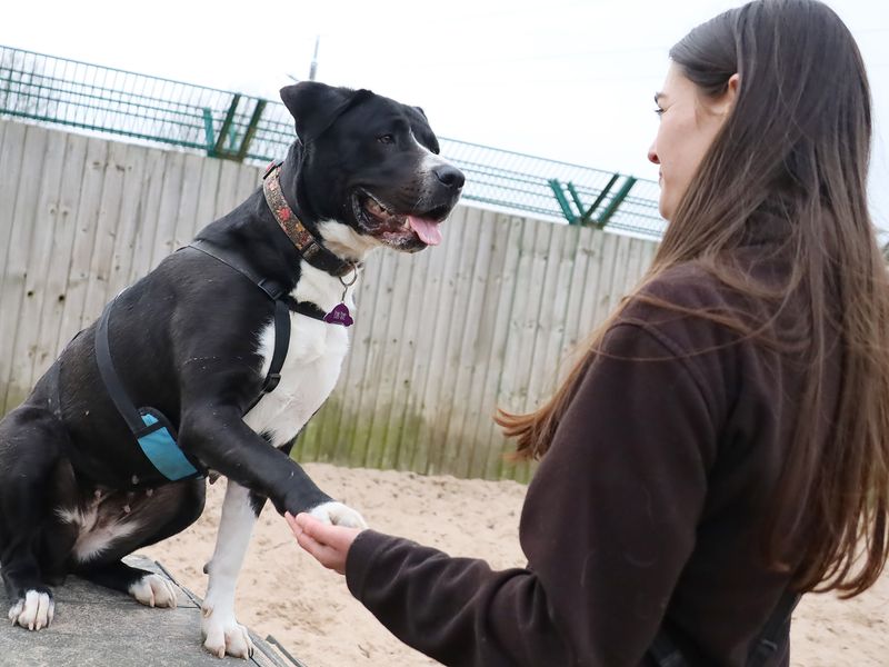 undefined | Retriever (Labrador) Cross | undefined - 4