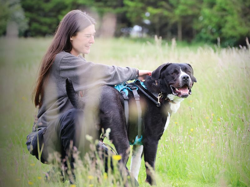 undefined | Retriever (Labrador) Cross | undefined - 6