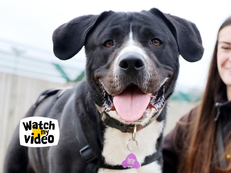 Penny | Retriever (Labrador) Cross | Leeds - 1