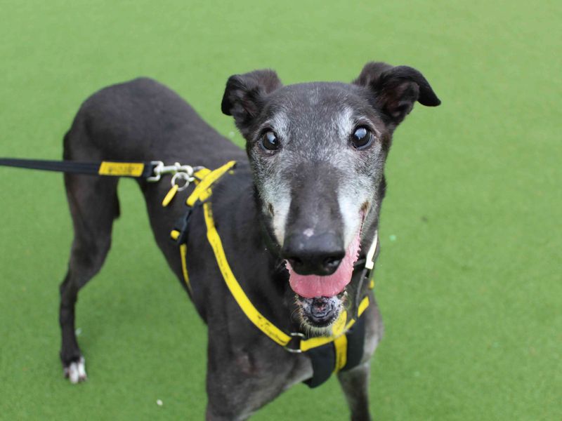 Greyhound for adoption in Glasgow, Scotland – 11 years old - Image 3 of 3
