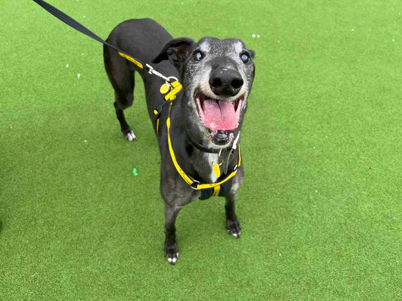 Greyhound for adoption in Glasgow, Scotland – 11 years old