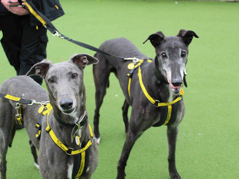 Greyhound for adoption in Glasgow, Scotland – 11 years old - Image 2 of 3