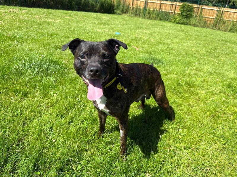 Jack Russell for adoption in West Calder, West Lothian – 7 years old - Image 2 of 6