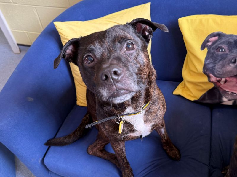 Jack Russell for adoption in West Calder, West Lothian – 7 years old - Image 4 of 6