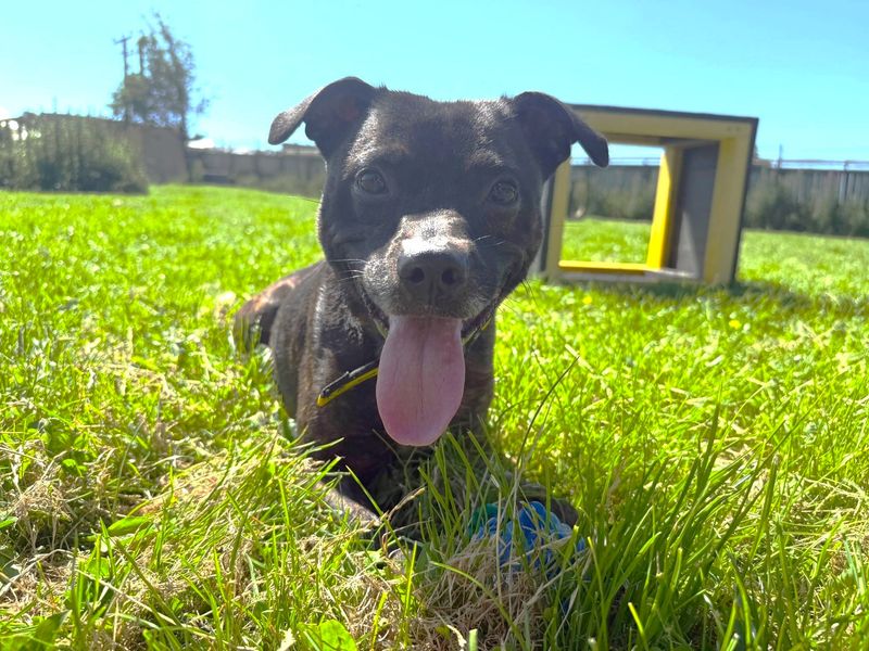 Jack Russell for adoption in West Calder, West Lothian – 7 years old - Image 6 of 6