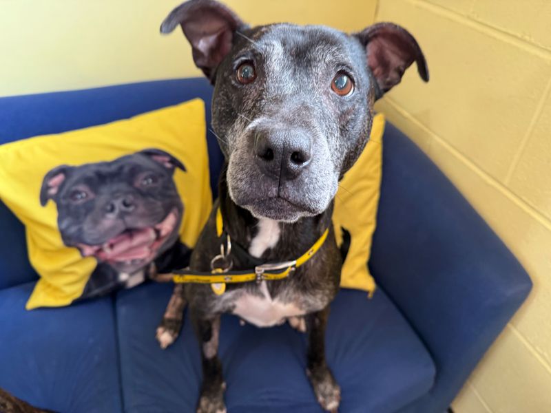 Staffordshire Bull Terrier for adoption in West Calder, West Lothian – 9 years old - Image 2 of 4