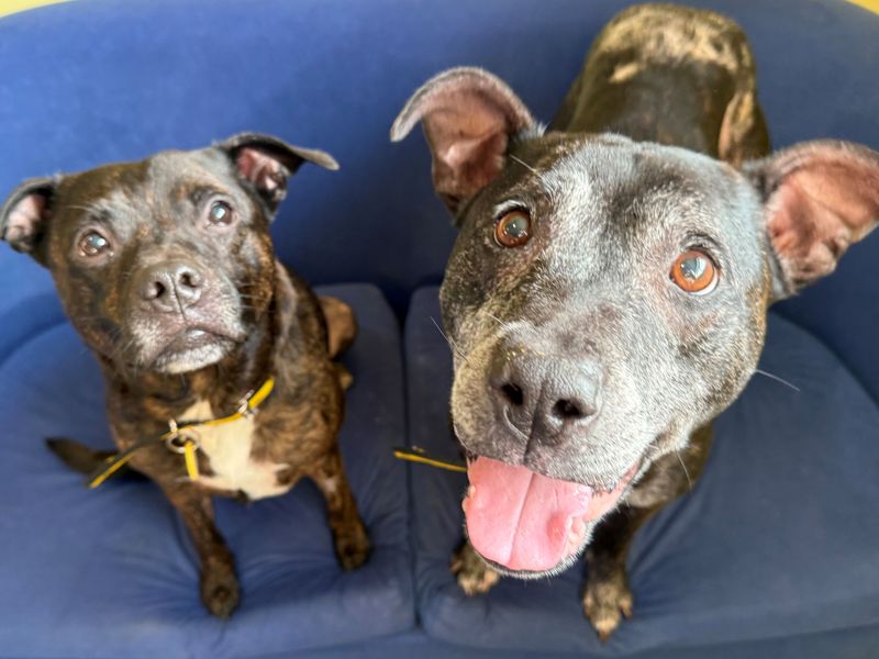 Staffordshire Bull Terrier for adoption in West Calder, West Lothian – 9 years old - Image 3 of 4
