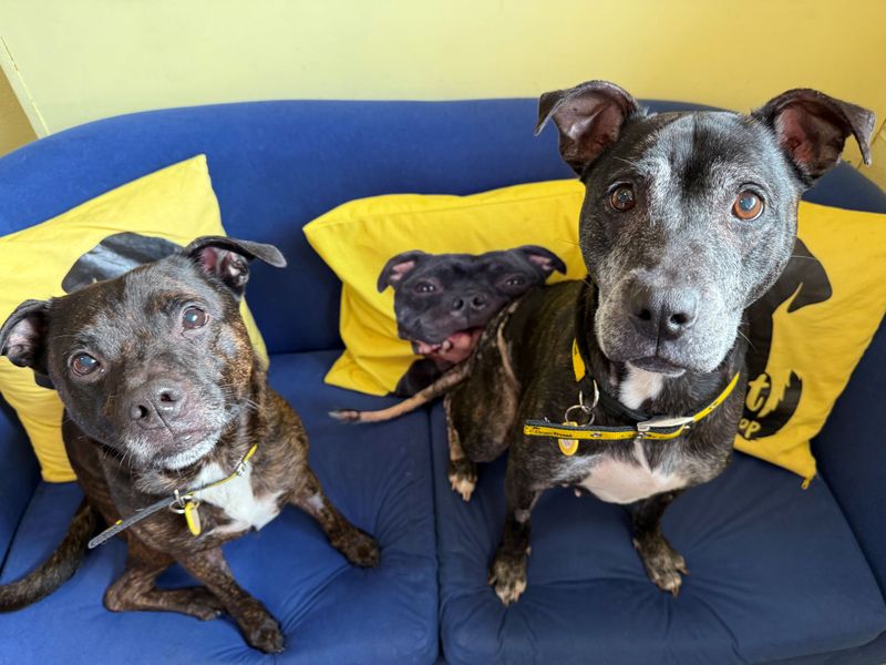 Staffordshire Bull Terrier for adoption in West Calder, West Lothian – 9 years old - Image 4 of 4