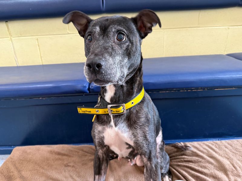 Staffordshire Bull Terrier for adoption in West Calder, West Lothian – 9 years old