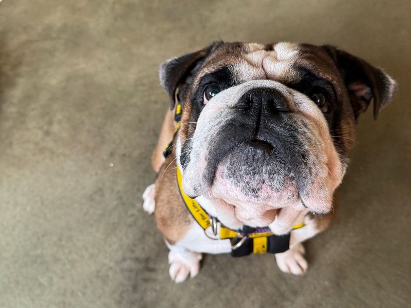 Buzz | Bulldog | Basildon (Essex) - 1