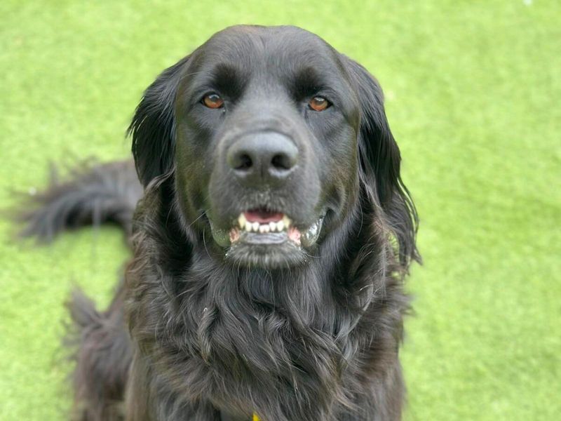 Golden Retriever for adoption in Uxbridge, London – 3 years old