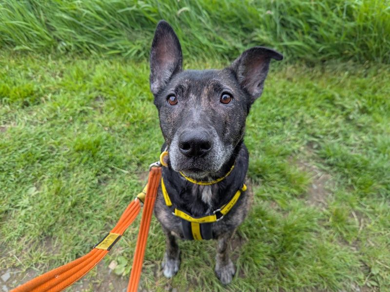 German Shepherd for adoption in West Calder, West Lothian – 6 years old