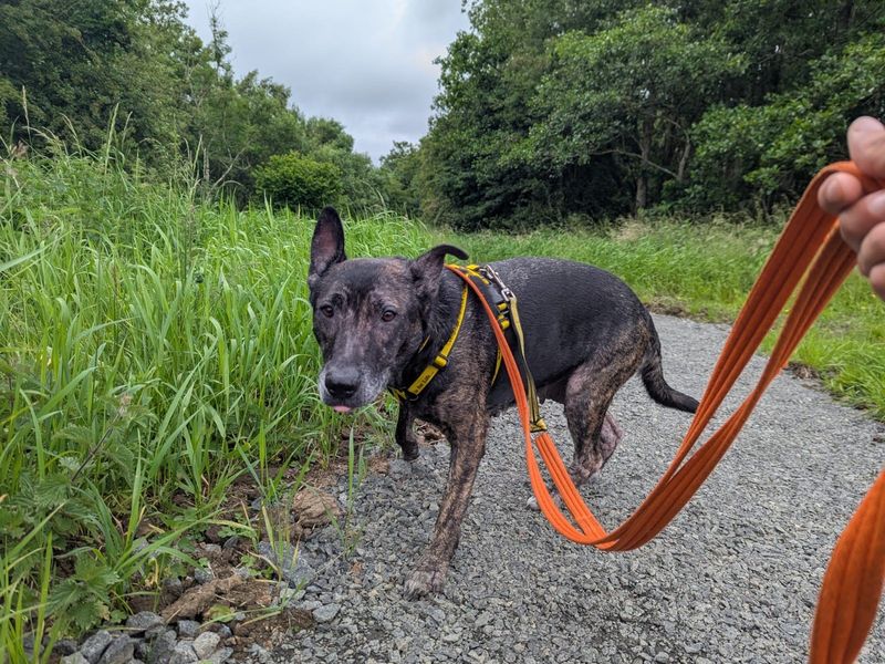Staffordshire Bull Terrier for adoption in West Calder, West Lothian – 6 years old - Image 2 of 2