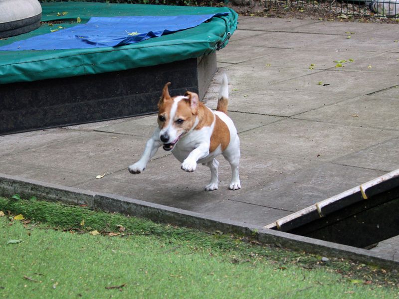 Jack Russell for adoption in Liverpool, Merseyside – 9 years old - Image 2 of 3
