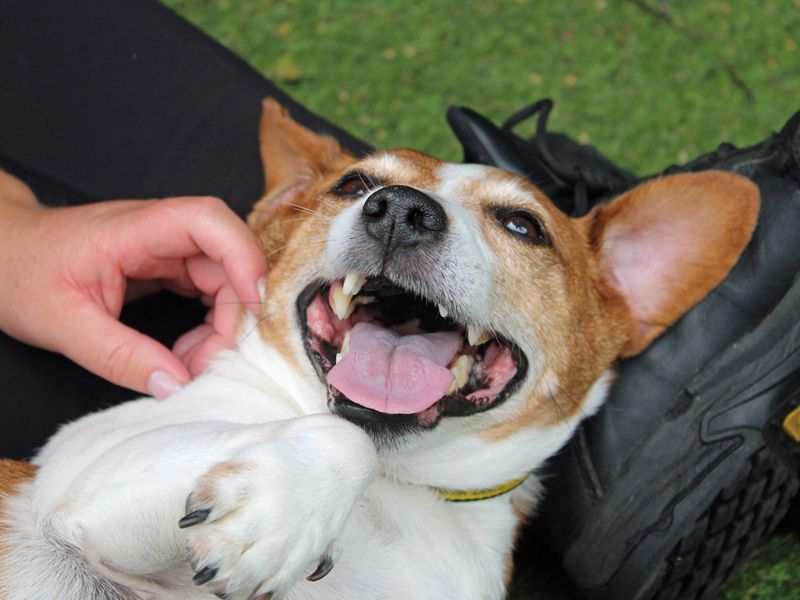 Jack Russell for adoption in Liverpool, Merseyside – 9 years old