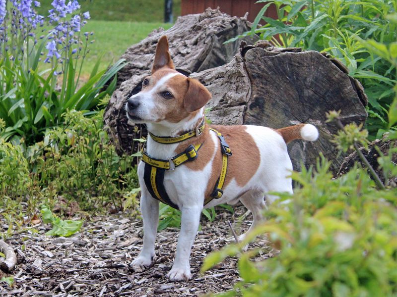 undefined | Terrier (Jack Russell) | undefined - 5