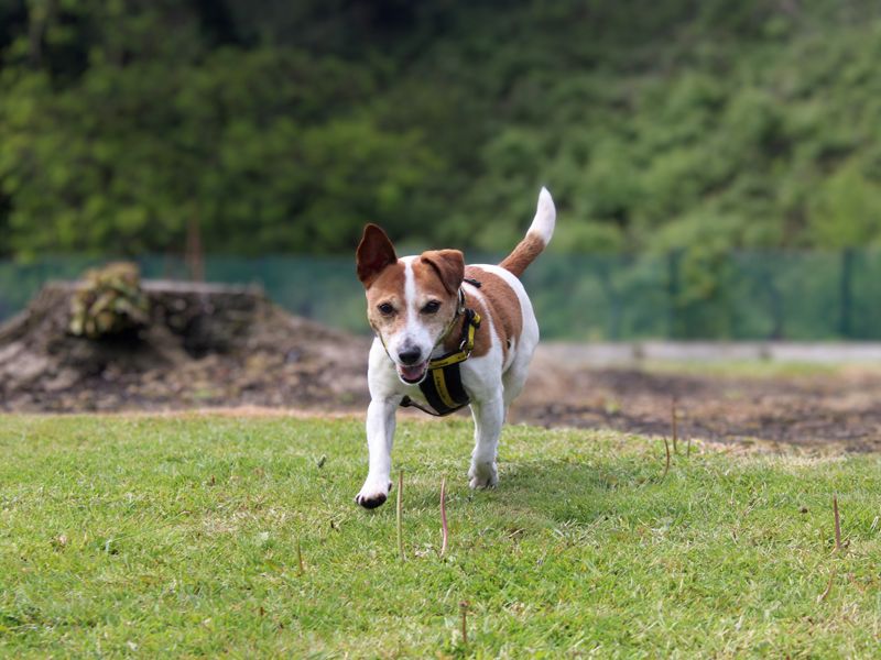 undefined | Terrier (Jack Russell) | undefined - 3