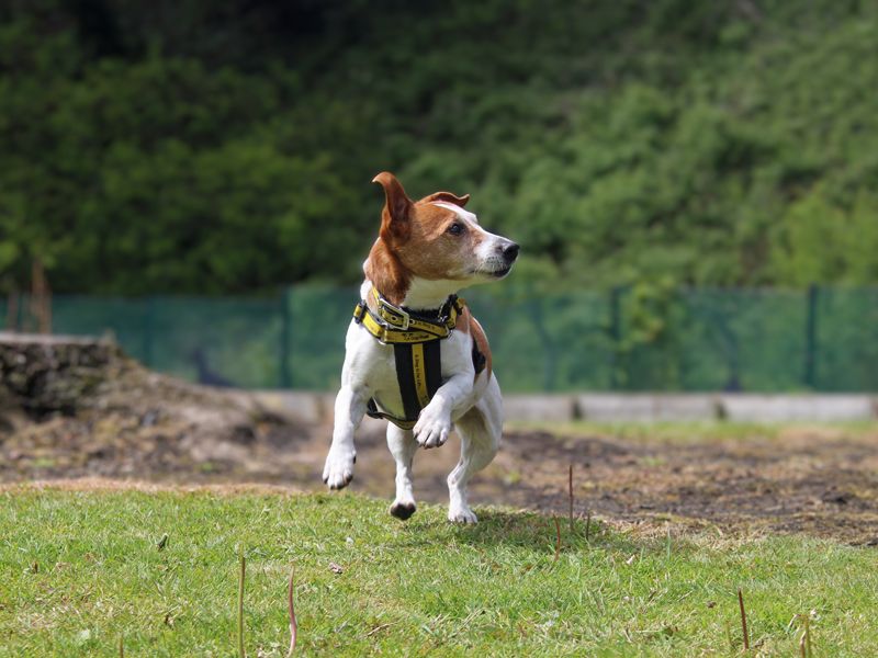 Tom | Terrier (Jack Russell) | Merseyside (Liverpool) - 1