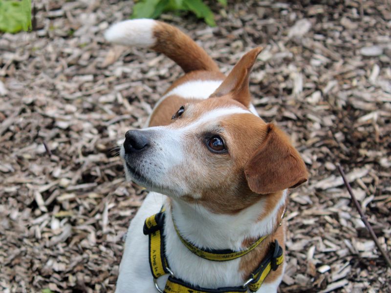 undefined | Terrier (Jack Russell) | undefined - 6