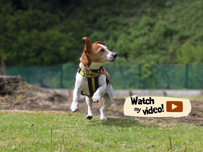 Tom | Terrier (Jack Russell) | Merseyside (Liverpool) - 1