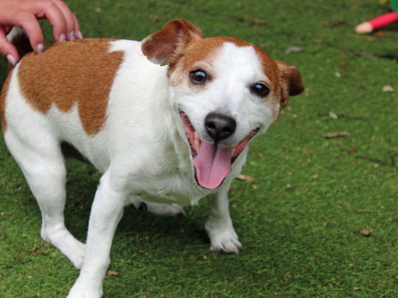 Jack Russell for adoption in Liverpool, Merseyside – 9 years old - Image 2 of 3