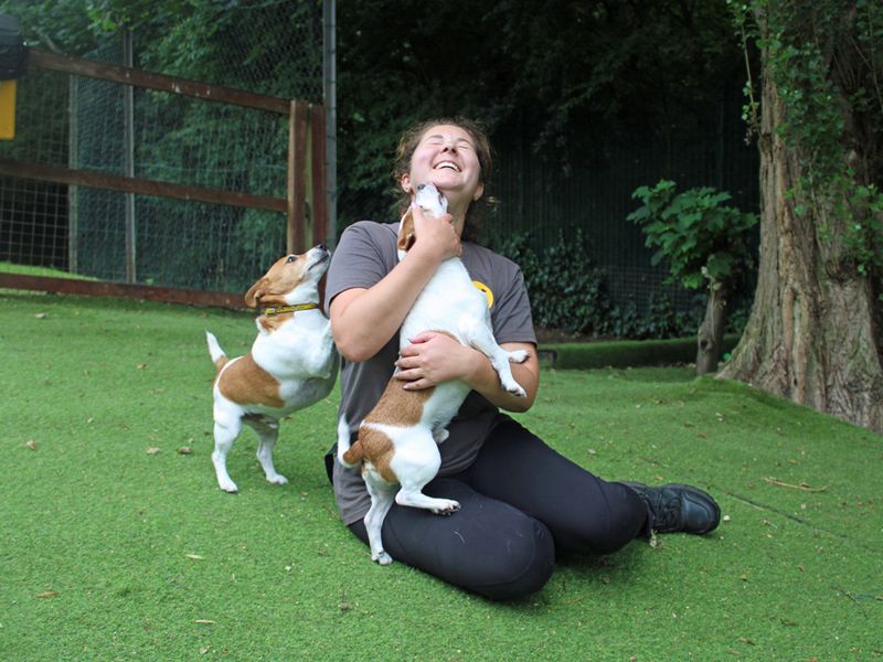 Jack Russell for adoption in Liverpool, Merseyside – 9 years old