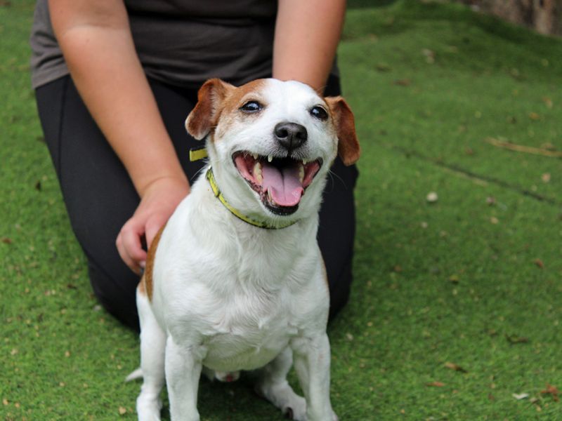 Jack Russell for adoption in Liverpool, Merseyside – 9 years old - Image 3 of 3