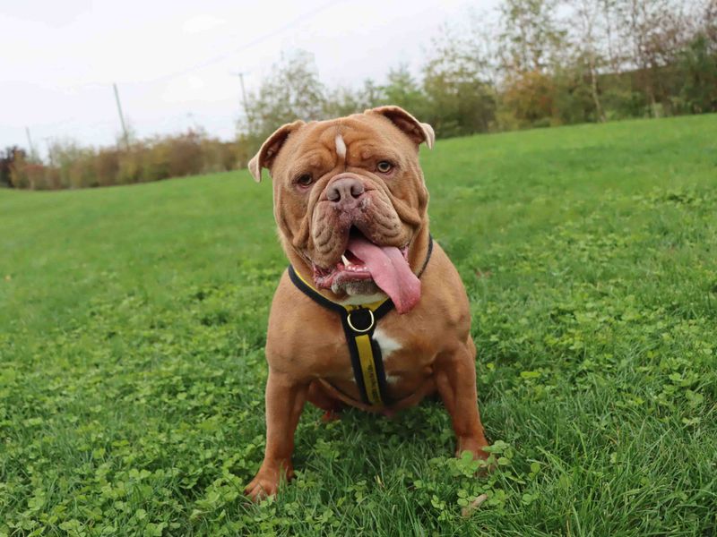 English Bulldog for adoption in Sadberge, Co Durham – 3 years old - Image 2 of 2
