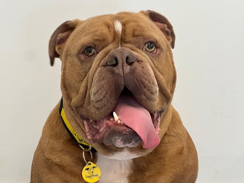 undefined | Bulldog | undefined - 5